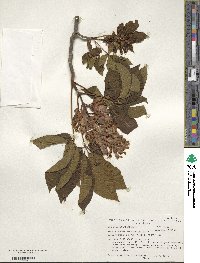 Aesculus pavia image