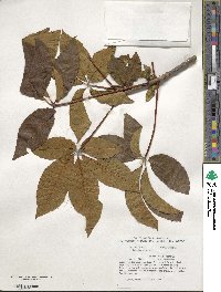 Aesculus pavia image