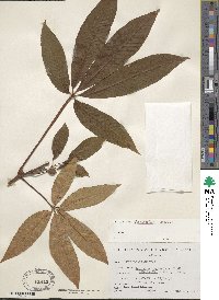 Aesculus pavia image