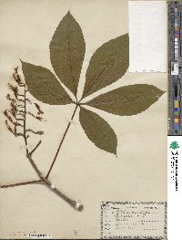 Aesculus pavia image