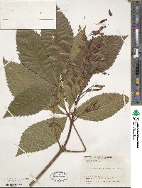 Aesculus pavia image