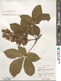 Aesculus pavia image