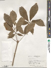 Aesculus pavia image