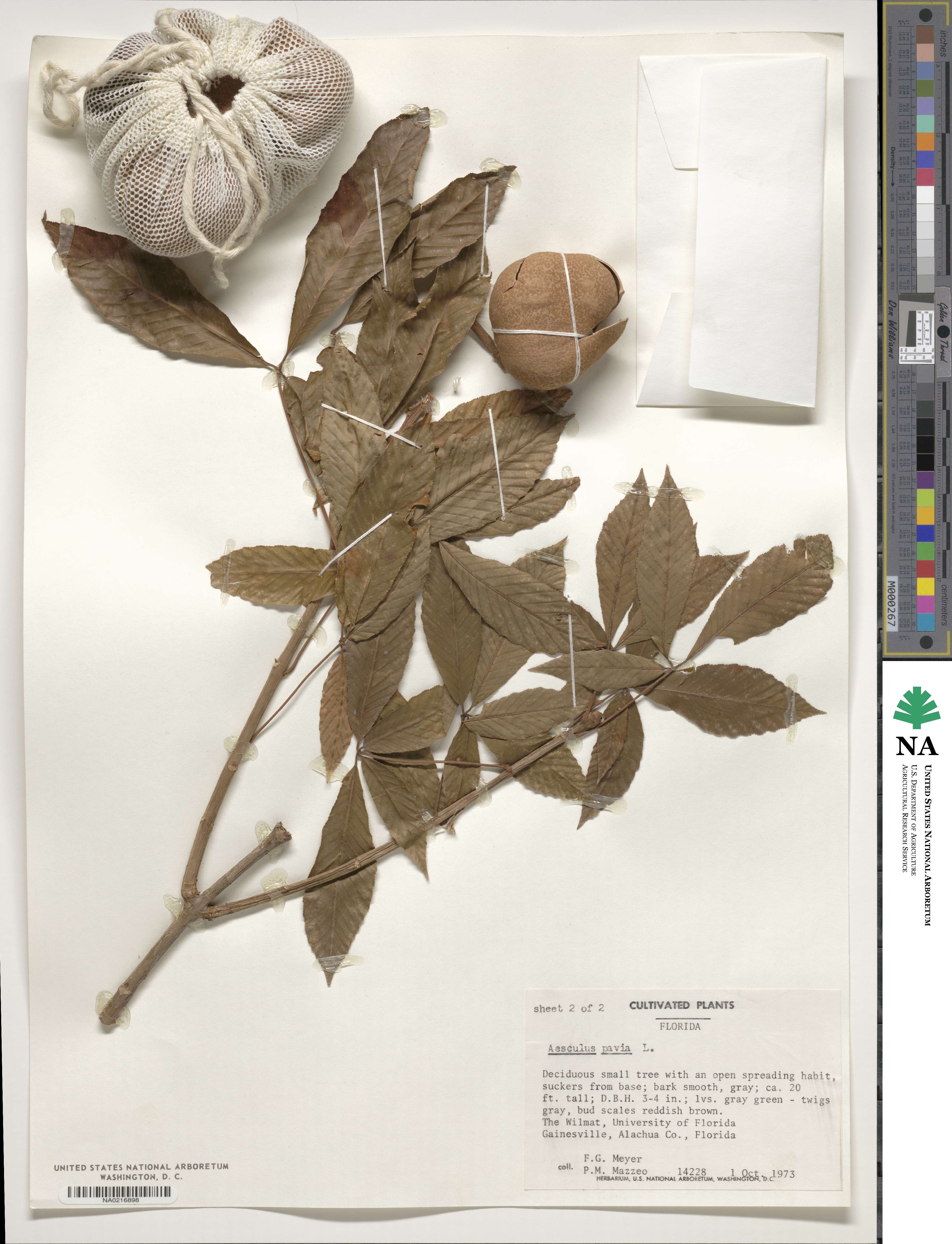 Aesculus pavia image