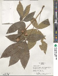 Aesculus pavia image