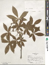 Aesculus pavia image