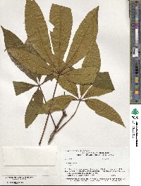 Aesculus pavia image