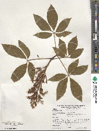 Aesculus pavia image