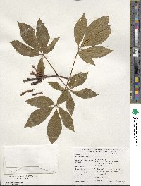 Aesculus pavia image