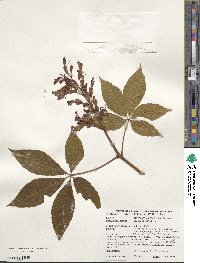 Aesculus pavia image