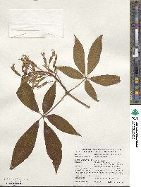 Aesculus pavia image