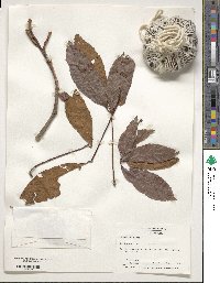 Aesculus pavia image