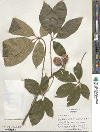 Aesculus pavia image