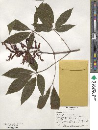 Aesculus pavia image