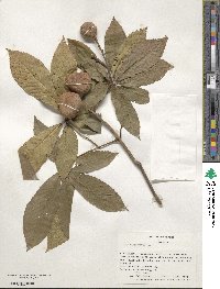 Aesculus pavia image