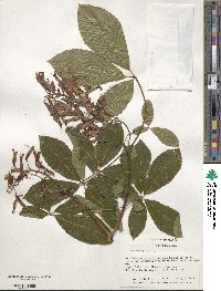 Aesculus pavia image