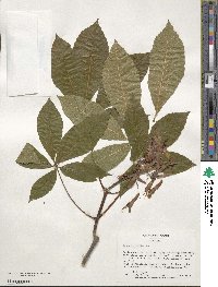 Aesculus pavia image