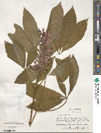 Aesculus pavia image