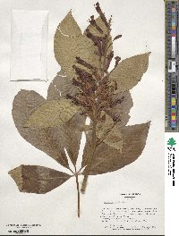 Aesculus pavia image