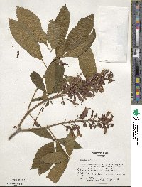 Aesculus pavia image