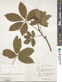 Aesculus pavia image