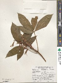 Aesculus pavia image