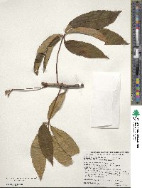 Aesculus pavia image