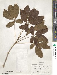 Aesculus pavia var. flavescens image