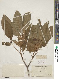 Aesculus pavia image