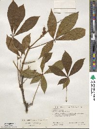 Aesculus sylvatica image