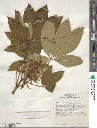 Aesculus sylvatica image