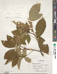 Aesculus sylvatica image