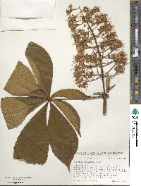 Aesculus turbinata image