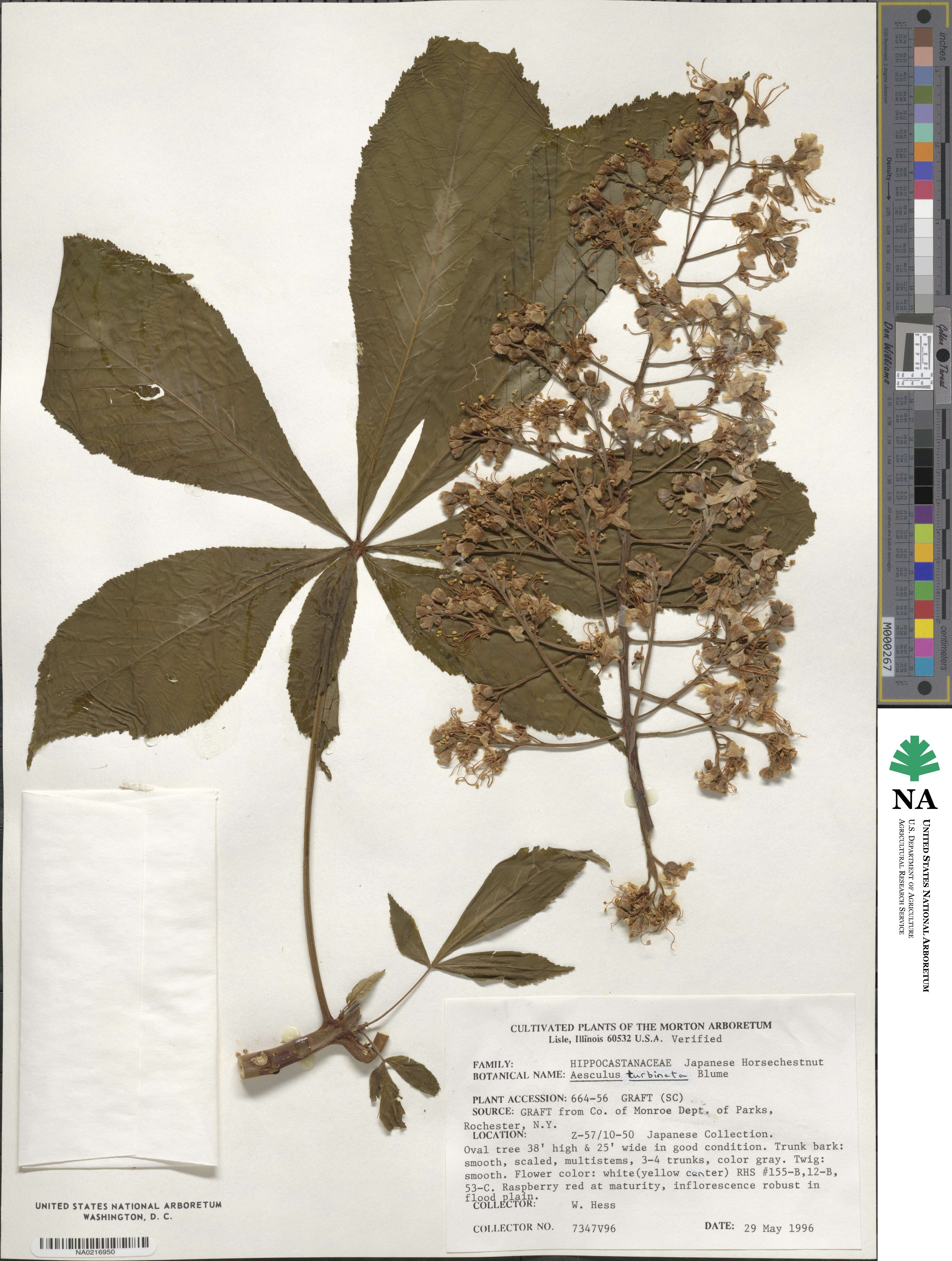 Aesculus turbinata image