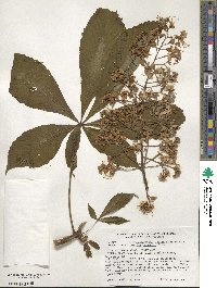 Aesculus turbinata image