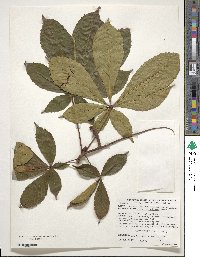 Aesculus turbinata image