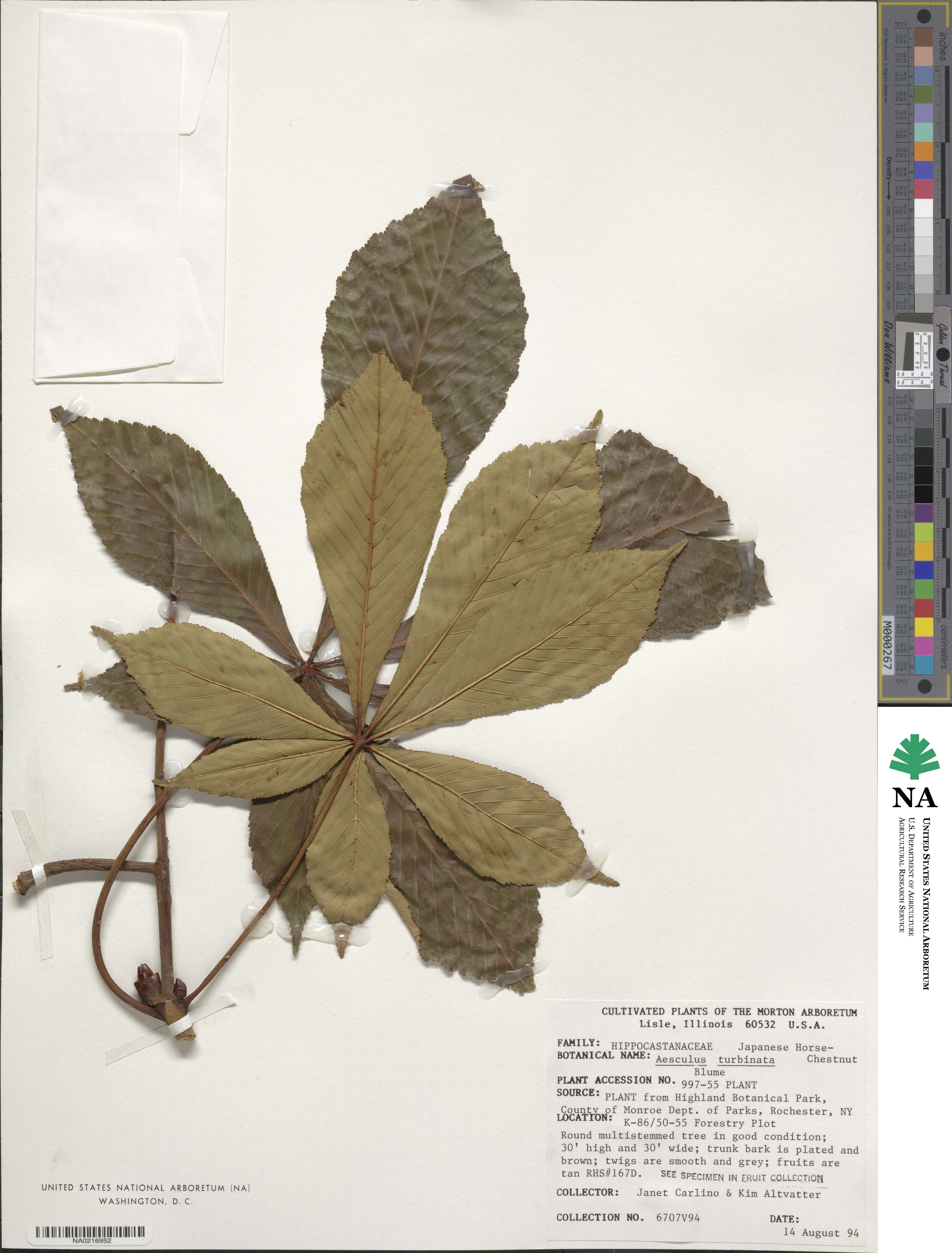 Aesculus turbinata image