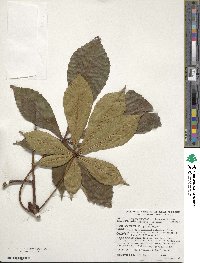 Aesculus turbinata image