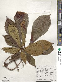 Aesculus turbinata image