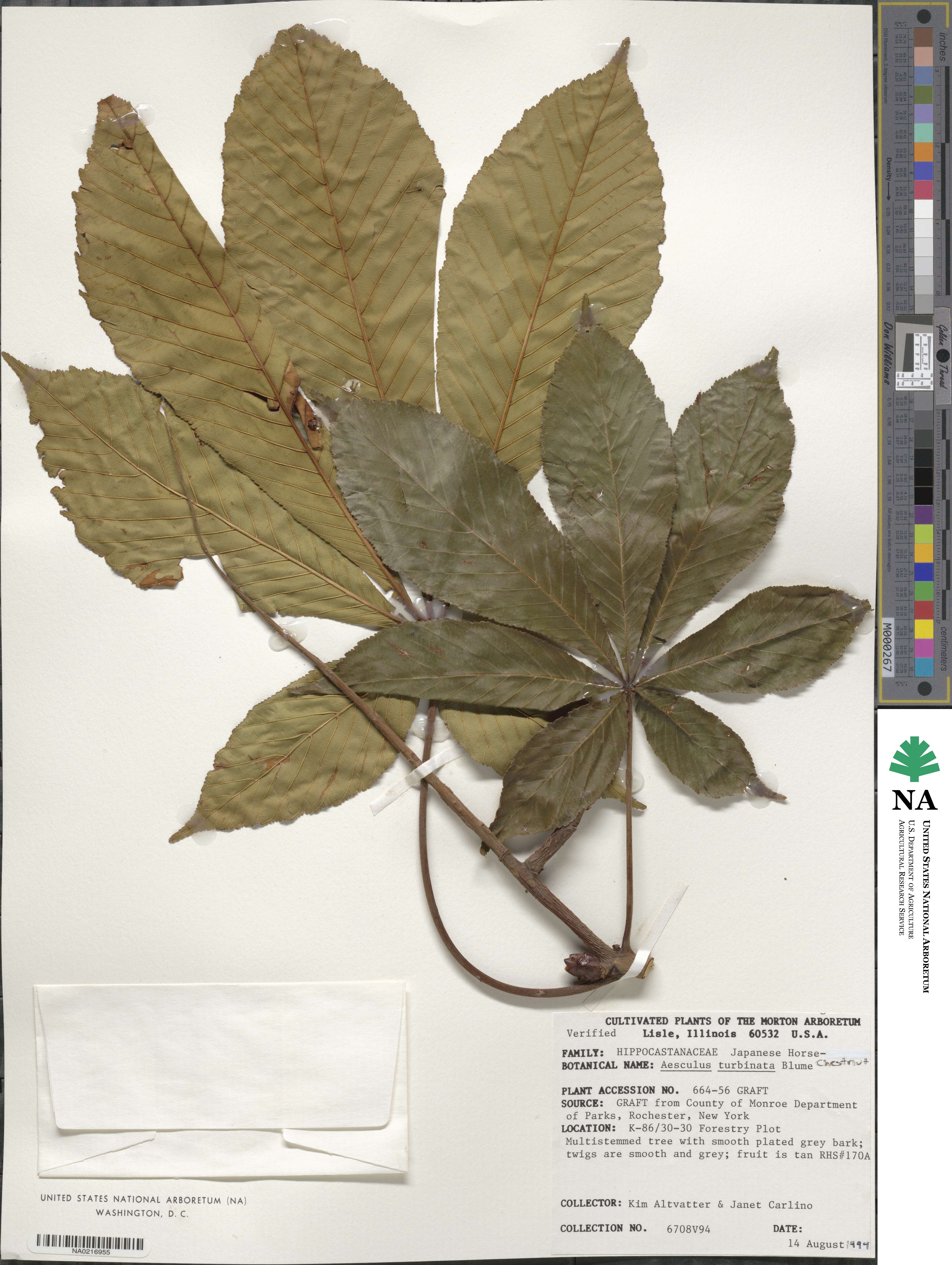 Aesculus turbinata image