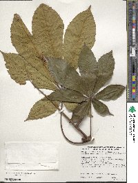 Aesculus turbinata image