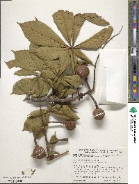 Aesculus turbinata image