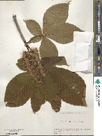 Aesculus turbinata image