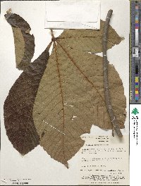 Aesculus turbinata image