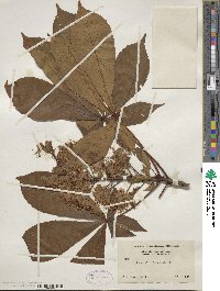 Aesculus turbinata image