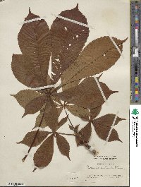 Aesculus turbinata image