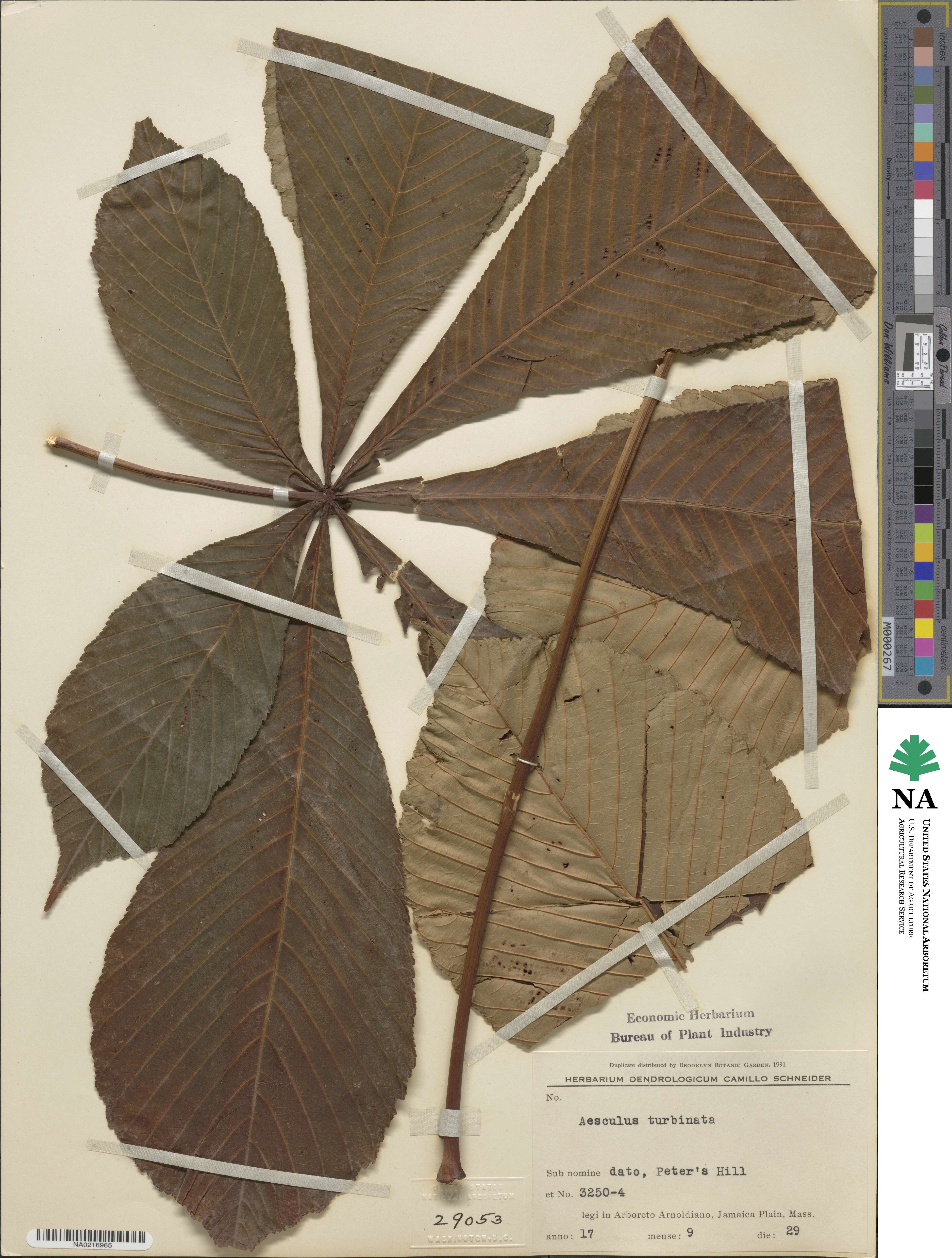 Aesculus turbinata image