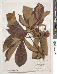 Aesculus turbinata image