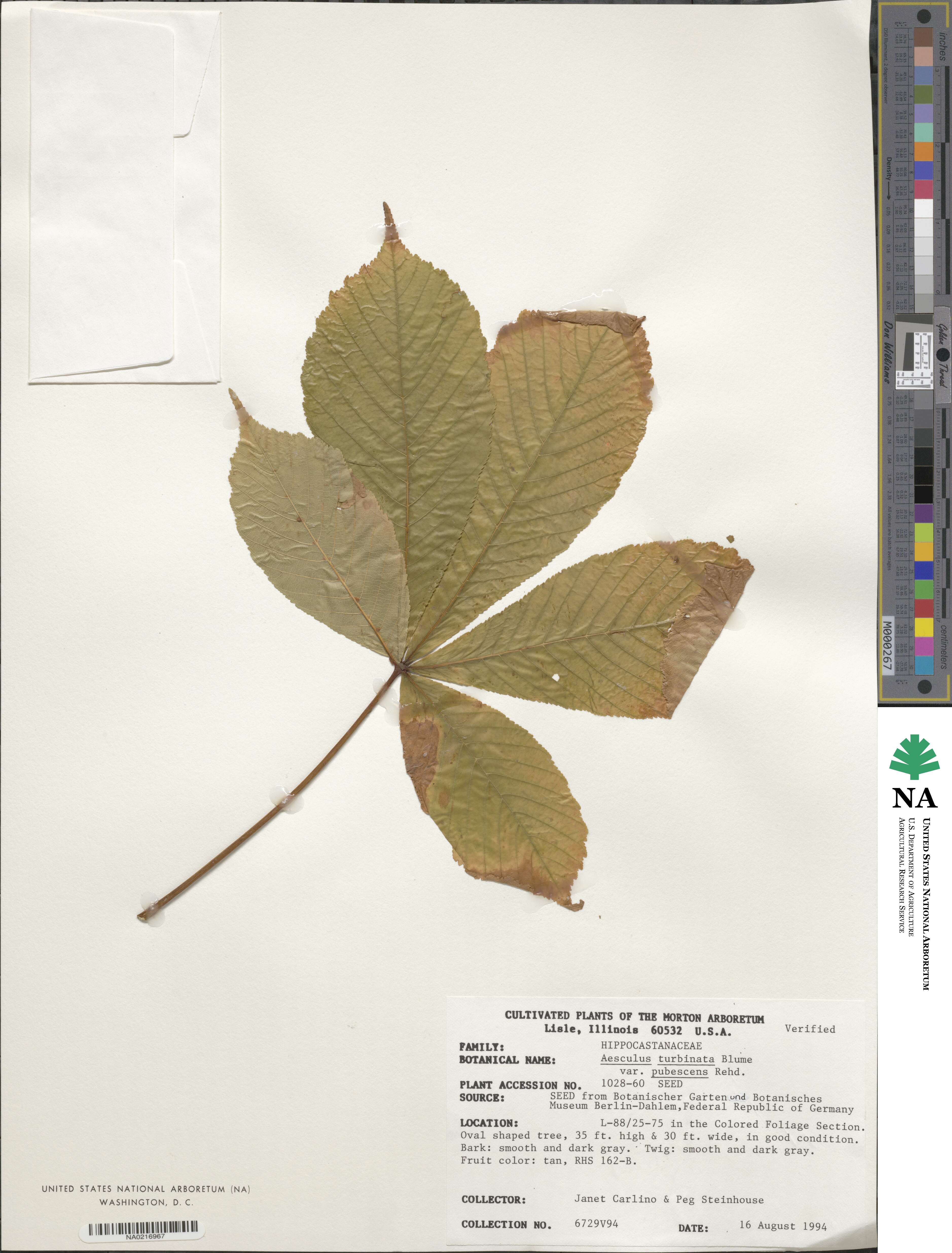 Aesculus turbinata f. pubescens image