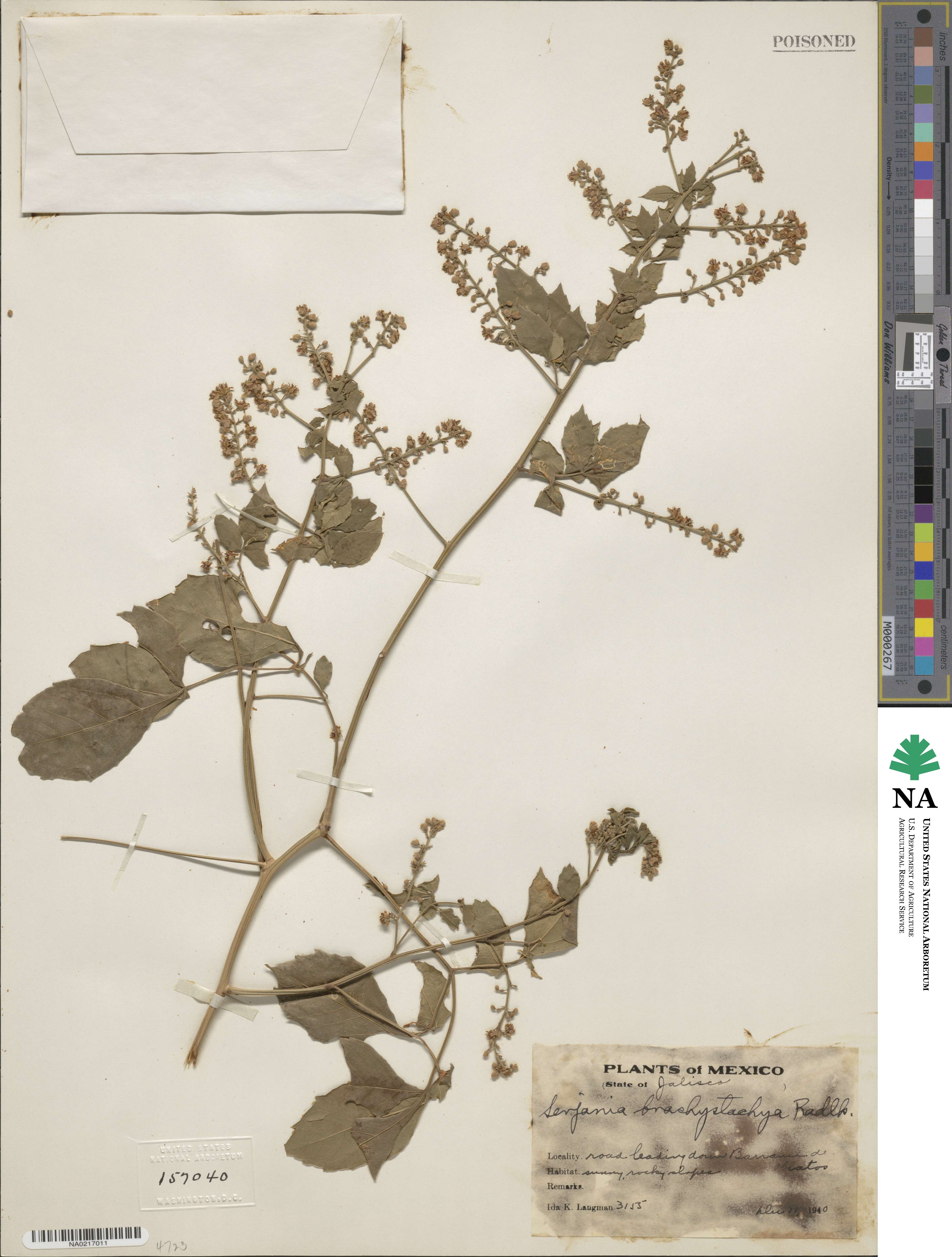 Serjania brachystachya image